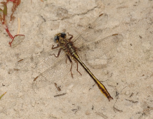 Male
2010_04_17_Charlton